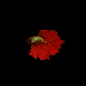 Suspendisse dictum ni