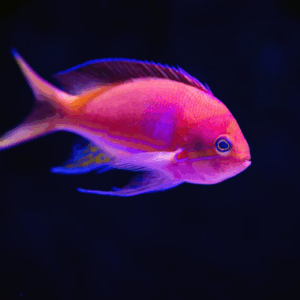 Proin mollis fringil