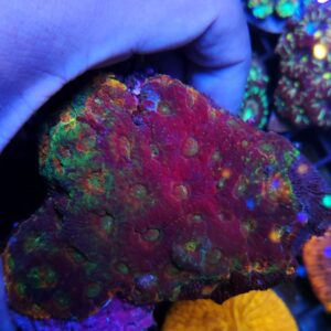 Acanthastrea Echinata