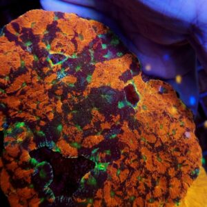 Acanthastrea Echinata Green Orange Ultra