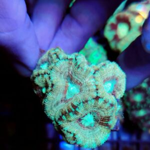 Acanthastrea Lordhowensis