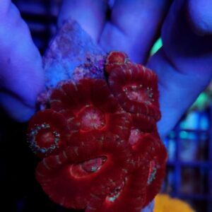 Acanthastrea Lordhowensis Deep Red