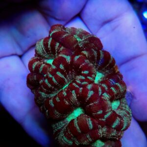 Acanthastrea Lordhowensis Deep Red