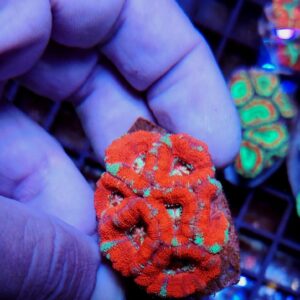 Acanthastrea Lordhowensis Premium