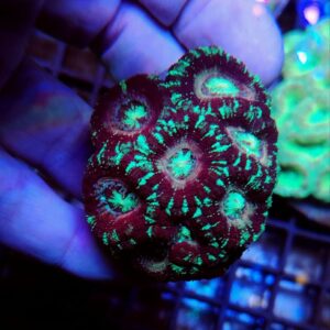 Acanthastrea Lordhowensis Premium