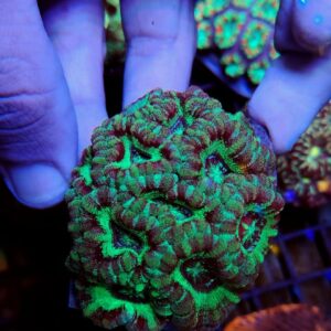 Acanthastrea Lordhowensis Premium