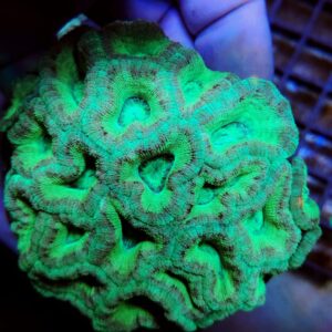 Acanthastrea Lordhowensis Premium
