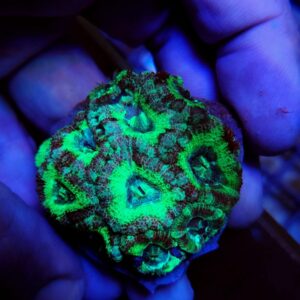 Acanthastrea Lordhowensis Premium
