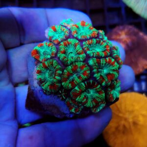 Acanthastrea Lordhowensis Premium