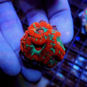 Acanthastrea Lordhowensis Premium