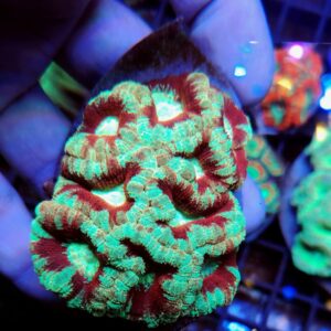 Acanthastrea Lordhowensis Premium