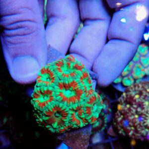 Acanthastrea Lordhowensis Premium