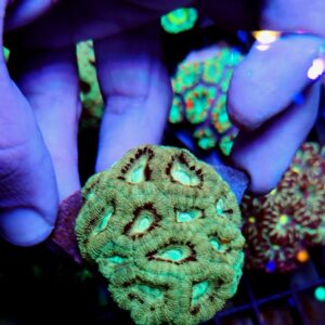 Acanthastrea Lordhowensis Premium