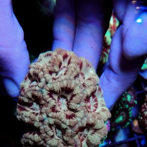Acanthastrea Lordhowensis Premium