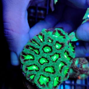 Acanthastrea Lordhowensis Premium