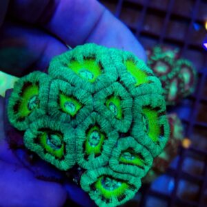 Acanthastrea Lordhowensis Premium