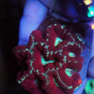 Acanthastrea Lordhowensis Premium Red