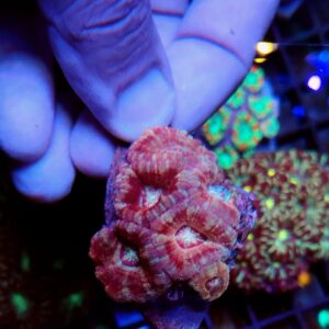 Acanthastrea Lordhowensis Red