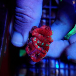 Acanthastrea Lordhowensis Ultra Red/Blue Stripes