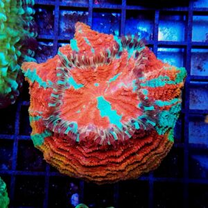 Acanthophyllia Rainbow