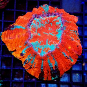 Acanthophyllia Rainbow Ultra