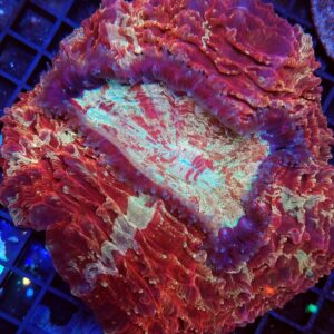 Acanthophyllia Red and Gold Premium