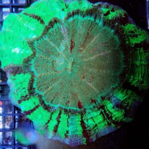 Acanthophyllia Tidal Green
