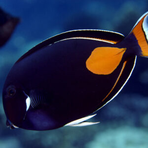 Acanthurus Achilles S/M