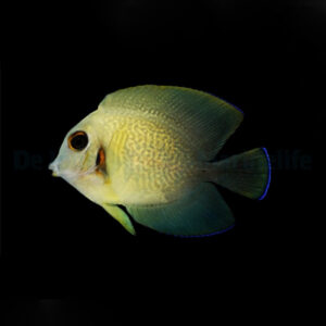 Acanthurus Chronixis S/M