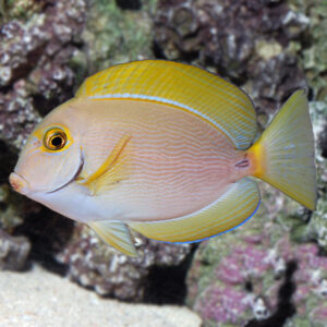 Acanthurus Dussumieri S/M