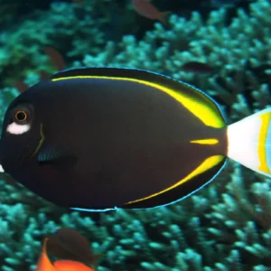 Acanthurus Nigricans S/M
