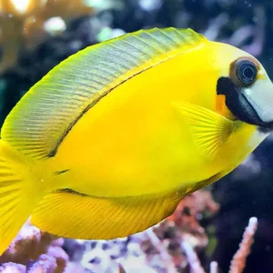 Acanthurus Pyroferus Yellow S/M
