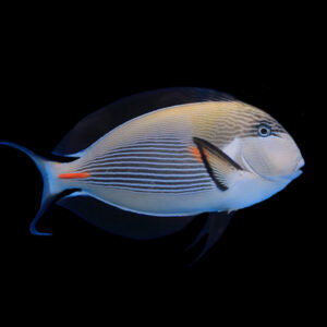 Acanthurus Sohal S/M