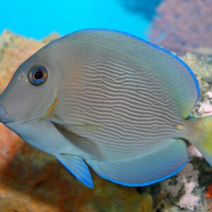 Acanthurus coeruleus S/M
