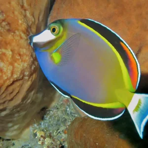 Acanthurus japonicus S/M
