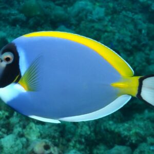 Acanthurus leucosternon S/M