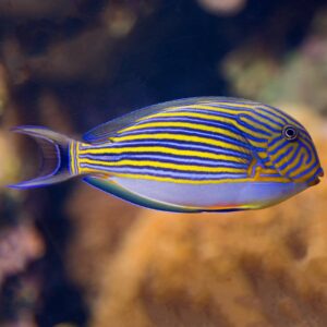 Acanthurus lineatus S/M