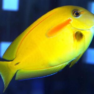 Acanthurus olivaceus S/M