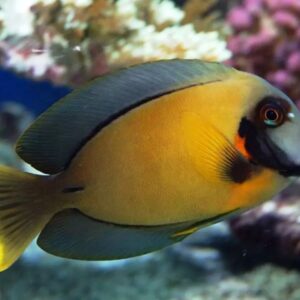 Acanthurus pyroferus S/M