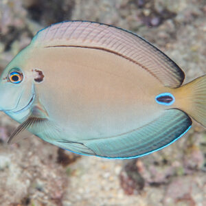Acanthurus tennenti S/M