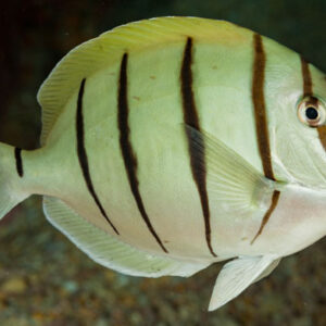Acanthurus triostegus S/M