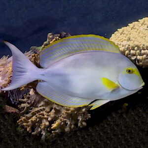 Acanthurus xanthopterus S/M