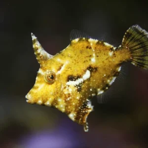 Acreichthys tomentosus S/M