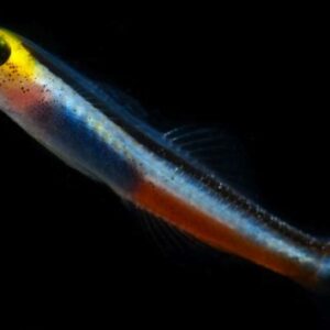 Aioliops Megastigma S/M