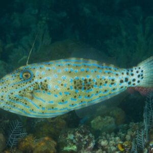 Aluterus Scriptus S/M