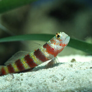 Amblyeleotris wheeleri S/M