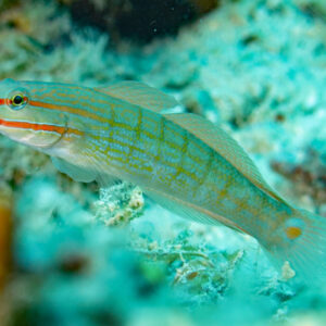 Amblygobius decussatus S/M