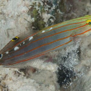 Amblygobius rainfordi S/M