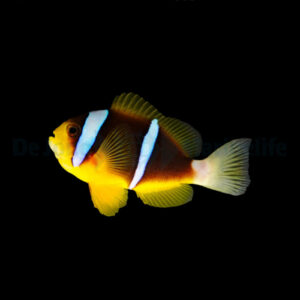 Amphiprion Allardi S/M