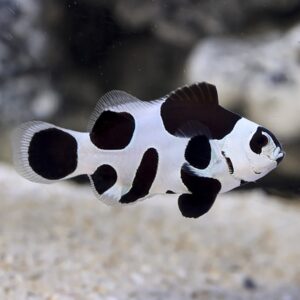 Amphiprion Ocellaris Black Storm S/M